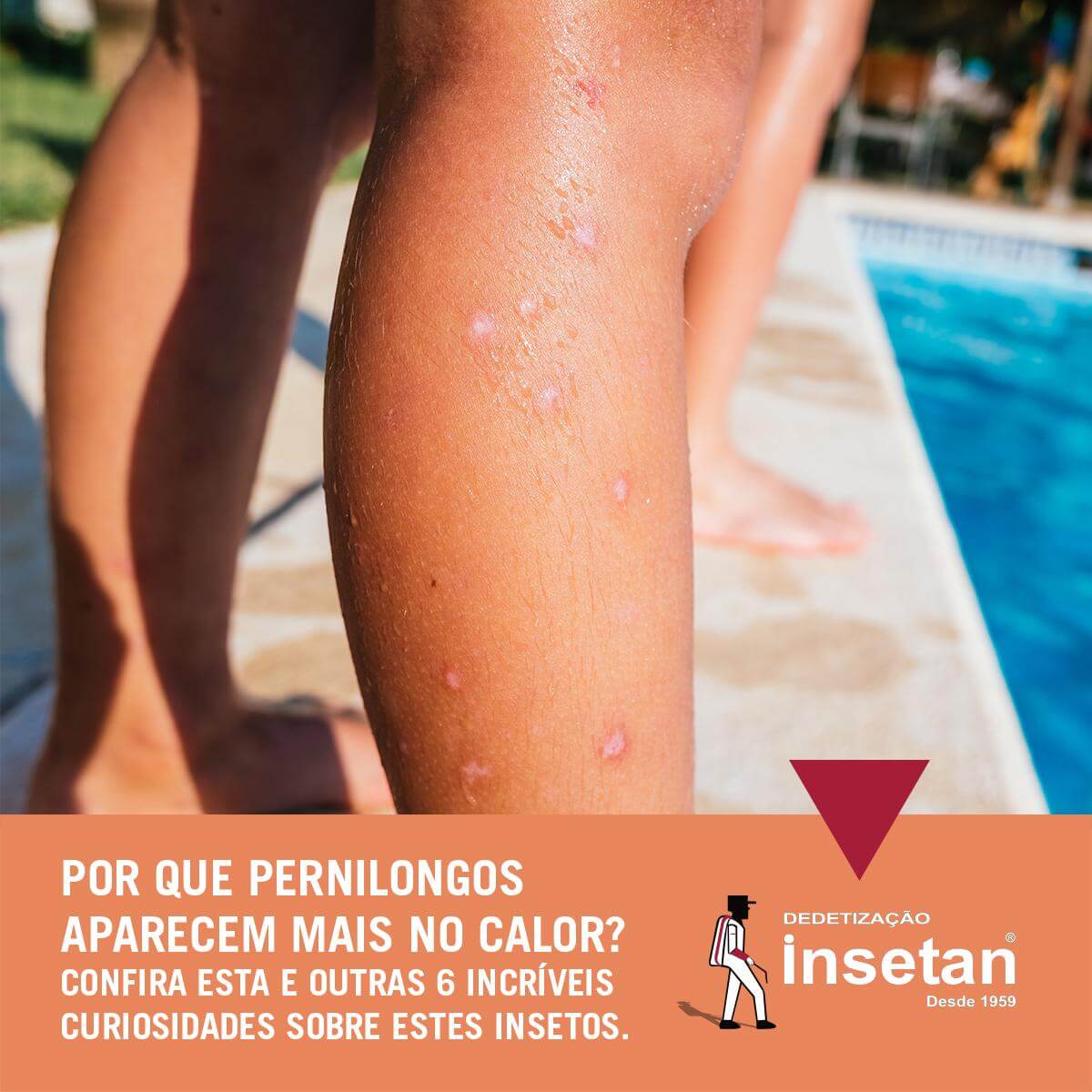 Por que os pernilongos só aparecem no calor?