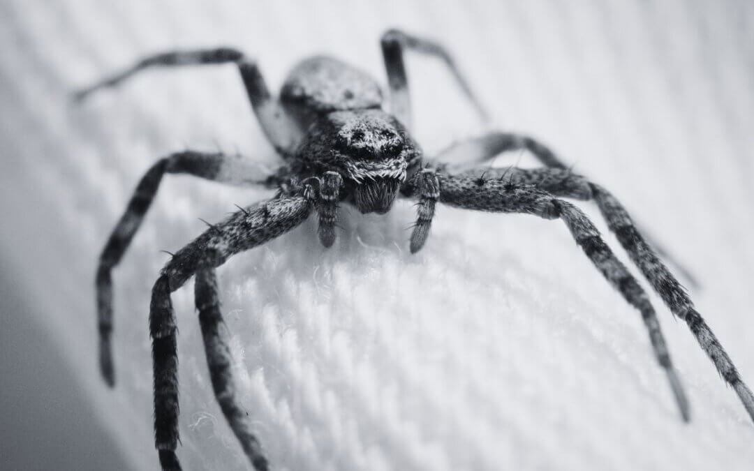Dedetização de Aranhas – como acabar com aranhas?